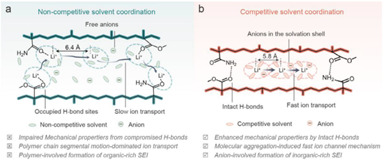 Competitive Ion Coordination in Gel Polymer Electrolytes Enables Decoupling of Mechanical Strength and Ionic Conductivity