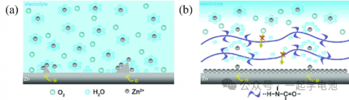 (a) Schematic diagram of bare zinc deposition; (b) New deposition after being coated with PA.